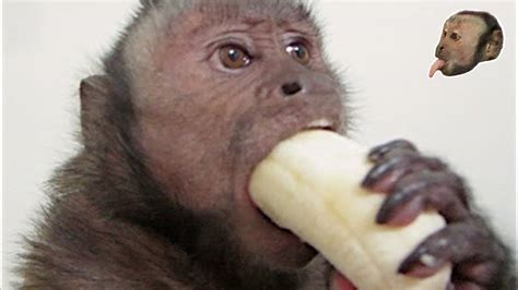 monkey eating banana